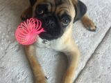 Balıkesir Merkezde Pug