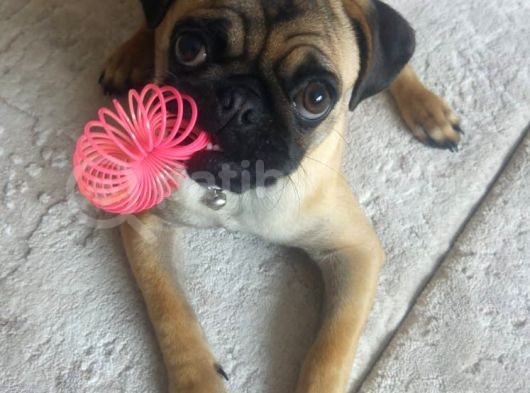 Balıkesir Merkezde Pug