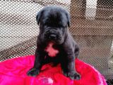 Dev Cane Corso Yavrular