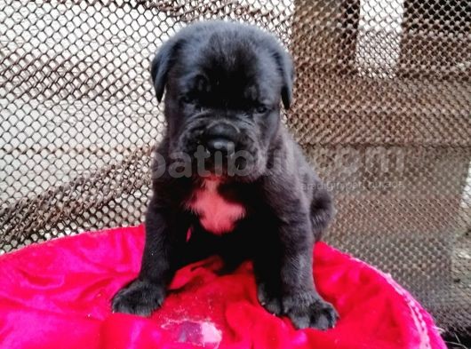 Dev Cane Corso Yavrular