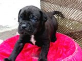Dev Cane Corso Yavrular