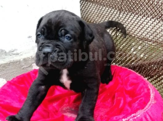 Dev Cane Corso Yavrular görsel