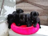 Dev Cane Corso Yavrular