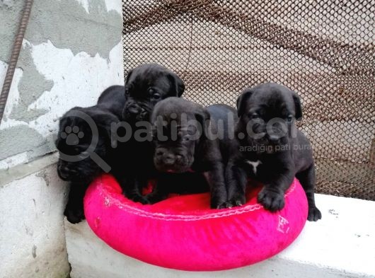Dev Cane Corso Yavrular görsel