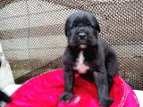 Dev Cane Corso Yavrular