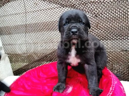 Dev Cane Corso Yavrular görsel