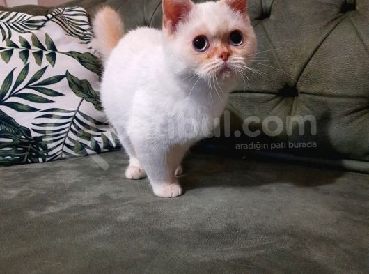 Red Point British Hair görsel