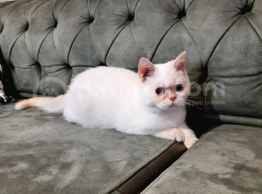 Red Point British Hair görsel
