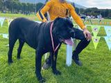 Dev Cane Corso Yavrular