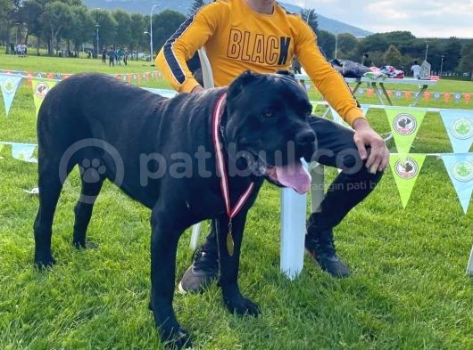 Dev Cane Corso Yavrular görsel