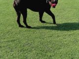 Dev Cane Corso Yavrular