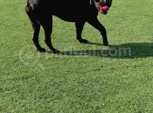 Dev Cane Corso Yavrular görsel