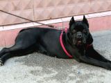 Dev Cane Corso Yavrular