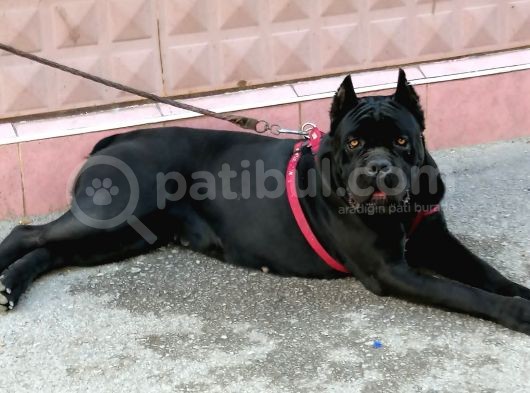 Dev Cane Corso Yavrular görsel