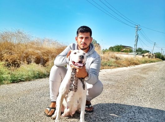A Kali̇te Dogo Argenti̇no Yavrularimiz Yeni̇ Sahi̇pleri̇ni̇ Bekli̇yor görsel