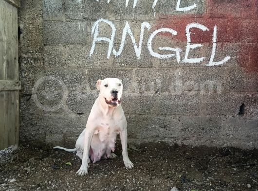 A Kali̇te Dogo Argenti̇no Yavrularimiz Yeni̇ Sahi̇pleri̇ni̇ Bekli̇yor görsel
