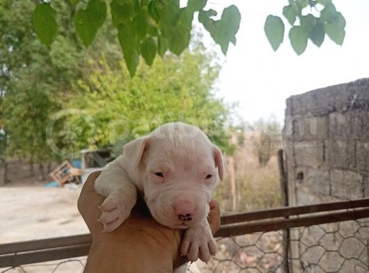A Kali̇te Dogo Argenti̇no Yavrularimiz Yeni̇ Sahi̇pleri̇ni̇ Bekli̇yor