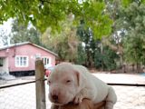 A Kali̇te Dogo Argenti̇no Yavrularimiz Yeni̇ Sahi̇pleri̇ni̇ Bekli̇yor