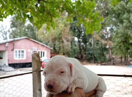 A Kali̇te Dogo Argenti̇no Yavrularimiz Yeni̇ Sahi̇pleri̇ni̇ Bekli̇yor görsel