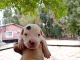 A Kali̇te Dogo Argenti̇no Yavrularimiz Yeni̇ Sahi̇pleri̇ni̇ Bekli̇yor