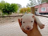 A Kali̇te Dogo Argenti̇no Yavrularimiz Yeni̇ Sahi̇pleri̇ni̇ Bekli̇yor