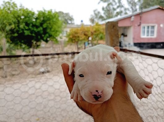 A Kali̇te Dogo Argenti̇no Yavrularimiz Yeni̇ Sahi̇pleri̇ni̇ Bekli̇yor görsel