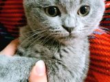 Gebze Kedi Aşılı Eğitimli