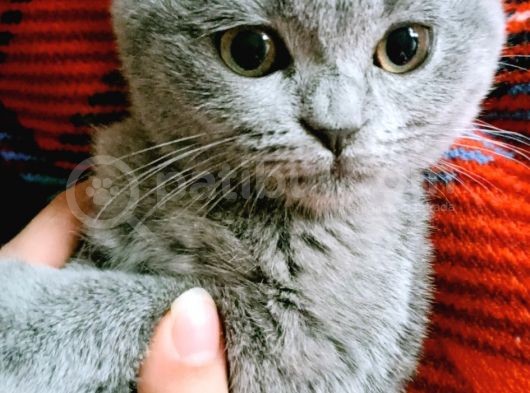 Gebze Kedi Aşılı Eğitimli