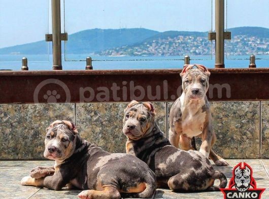 Irk Garantili Çi̇ft Secereli Amerikan Bully Yavrular