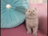 Dişi British Shorthair