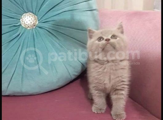 Dişi British Shorthair görsel