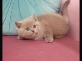Dişi British Shorthair
