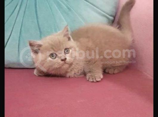 Dişi British Shorthair görsel