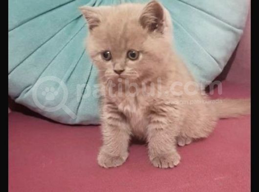 Dişi British Shorthair görsel
