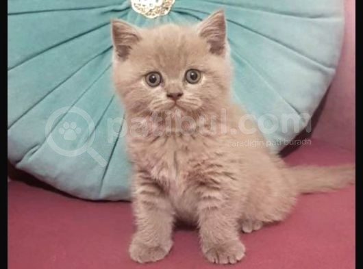 Dişi British Shorthair