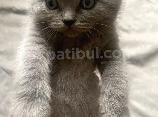 Ayı Surat Fold  Bebişkolar görsel