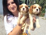 Cavalier King Charles Yavru