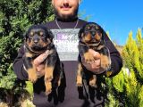 Rottweiler Yavruları