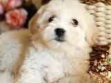 Afacan Maltipoo Tüy Yumakları