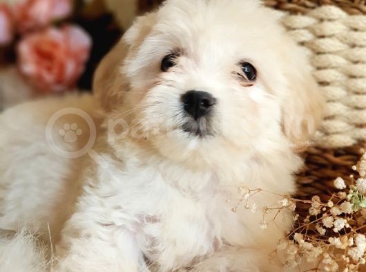 Afacan Maltipoo Tüy Yumakları
