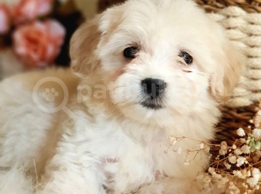 Afacan Tüy Yumakları Maltipoo Yavrularımız