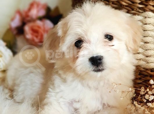 Afacan Maltipoo Tüy Yumakları görsel