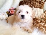 Afacan Maltipoo Tüy Yumakları