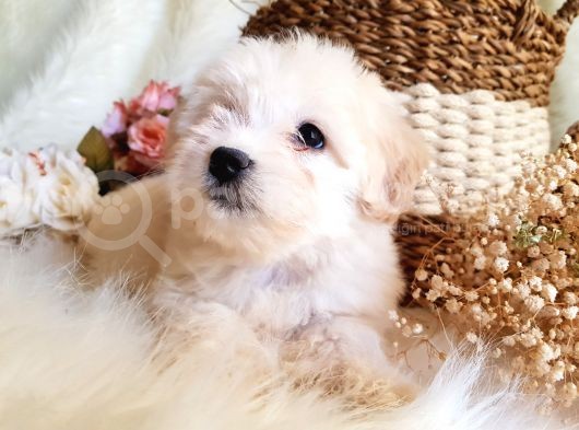 Afacan Tüy Yumakları Maltipoo Yavrularımız görsel