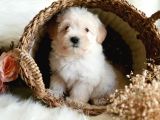 Afacan Maltipoo Tüy Yumakları