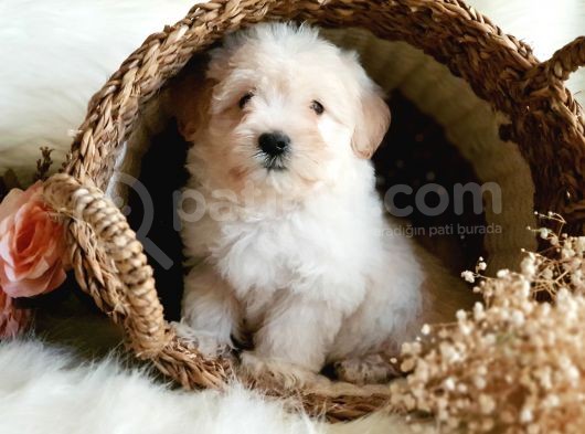 Afacan Maltipoo Tüy Yumakları görsel
