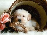 Afacan Tüy Yumakları Maltipoo Yavrularımız