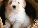 Afacan Tüy Yumakları Maltipoo Yavrularımız