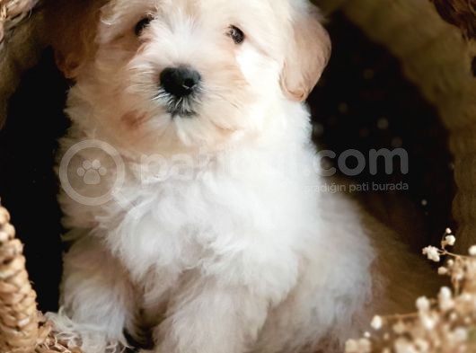 Afacan Tüy Yumakları Maltipoo Yavrularımız görsel