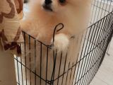 4 Aylık Pomerian Boo